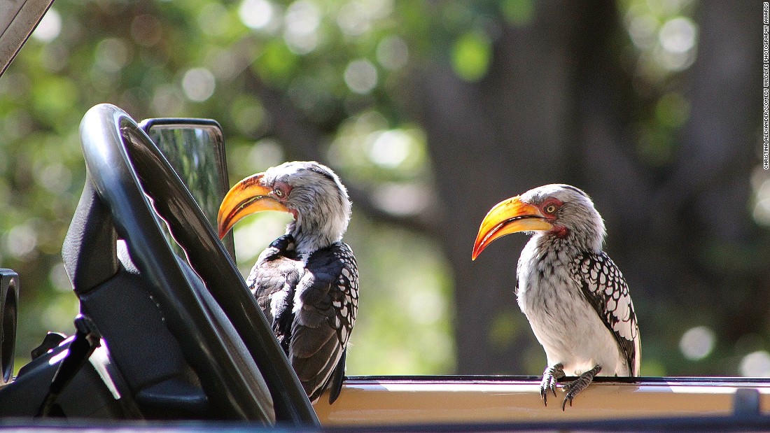 Động vật hoang dã