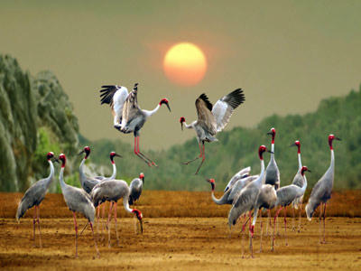 Kỳ thú Tràm Chim hấp dẫn du khách