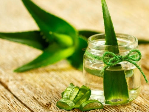 Kết quả hình ảnh cho Lô hội