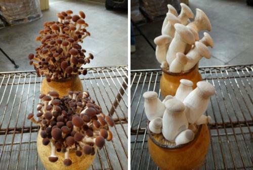 Kết quả hình ảnh cho Trồng nấm bằng vỏ bào cưa