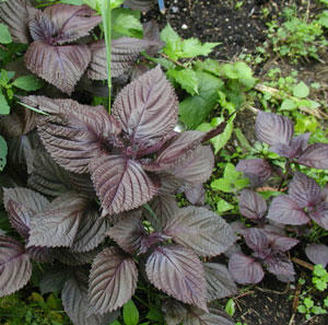 Kết quả hình ảnh cho lá tía tô