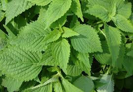 Kết quả hình ảnh cho kinh giới