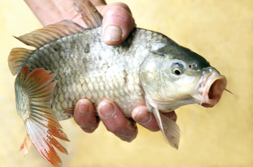 Kết quả hình ảnh cho cá chép