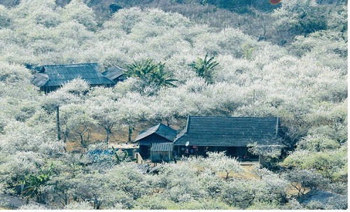 Kết quả hình ảnh cho Mộc Châu mùa hoa mận