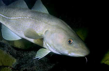 Kết quả hình ảnh cho Cá tuyết