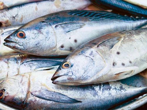 Kết quả hình ảnh cho cá biển