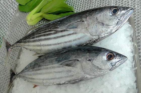 Kết quả hình ảnh cho Cá ngừ