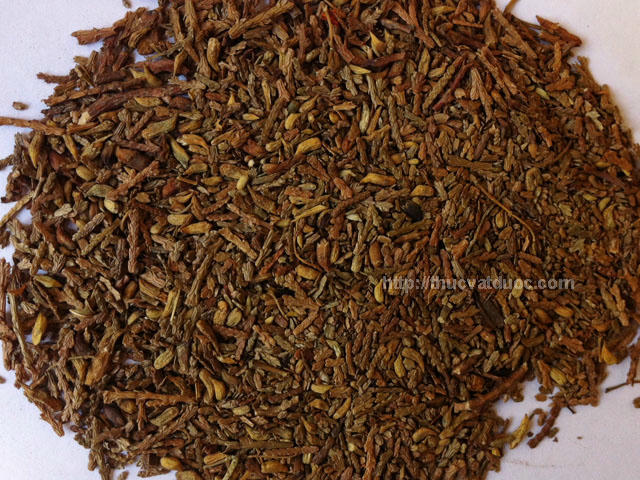 Kết quả hình ảnh cho Hạt trắc bách