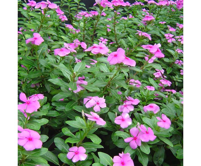 Kết quả hình ảnh cho CÂY DỪA CẠN