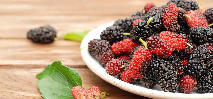 Kết quả hình ảnh cho dâu tằm