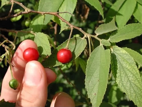 Hình ảnh có liên quan