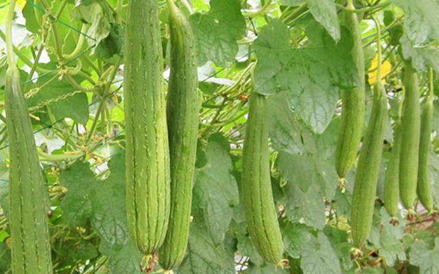 Kết quả hình ảnh cho mướp