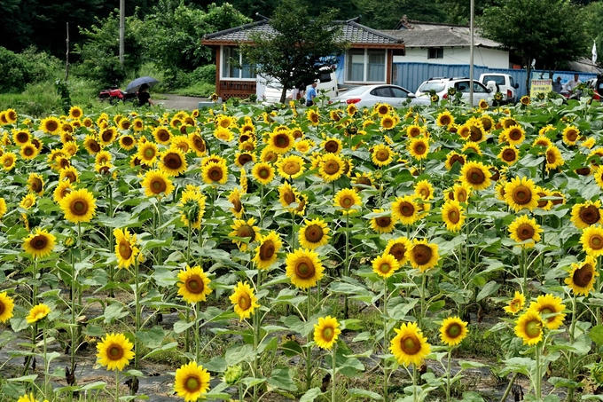 Ngôi làng hoa hướng dương khách ùn ùn kéo đến
