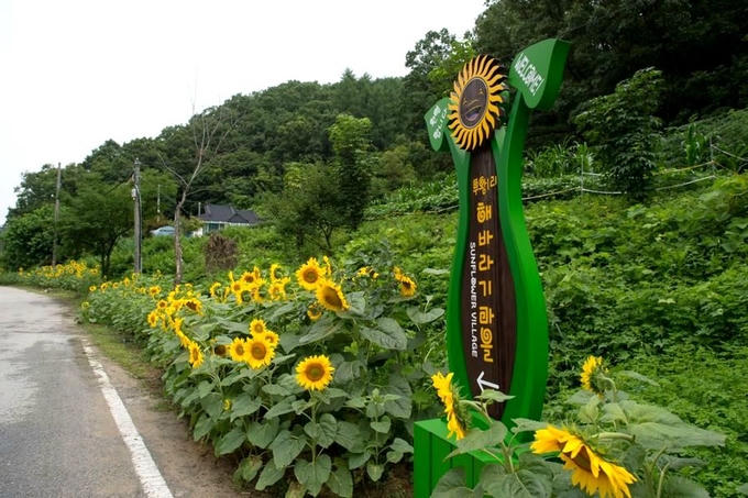 Ngôi làng hoa hướng dương khách ùn ùn kéo đến