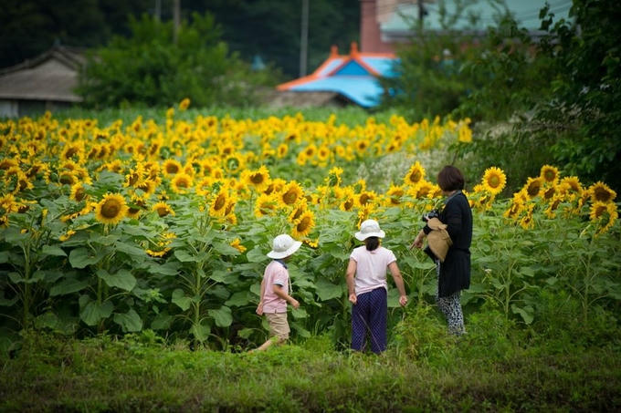Ngôi làng hoa hướng dương khách ùn ùn kéo đến