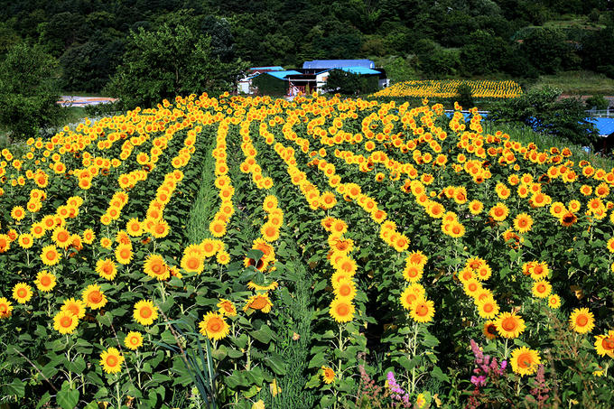 Ngôi làng hoa hướng dương khách ùn ùn kéo đến