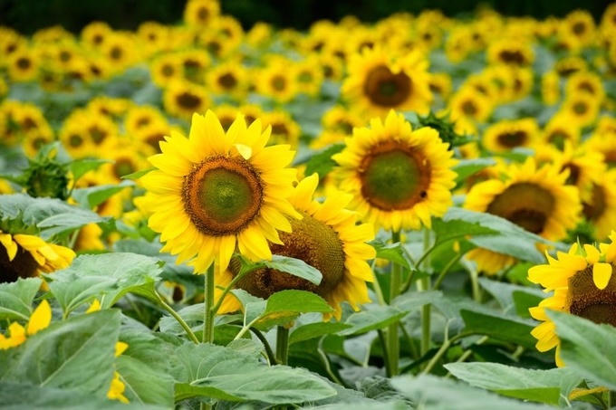 Ngôi làng hoa hướng dương khách ùn ùn kéo đến