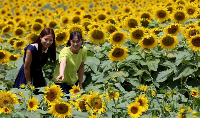 Ngôi làng hoa hướng dương khách ùn ùn kéo đến