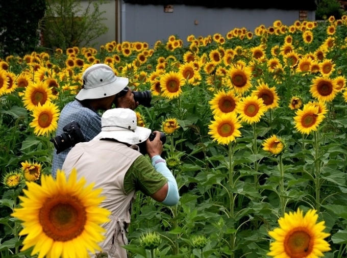Ngôi làng hoa hướng dương khách ùn ùn kéo đến