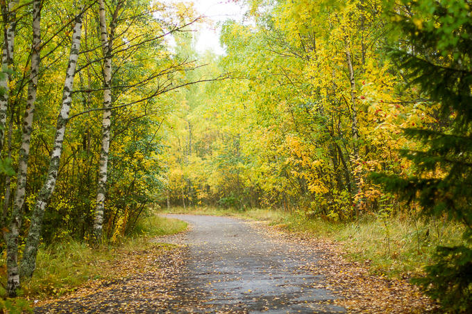 Rừng cây thay lá vàng như mật ngọt ở Phần Lan