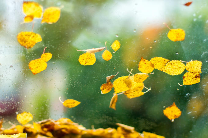 Rừng cây thay lá vàng như mật ngọt ở Phần Lan