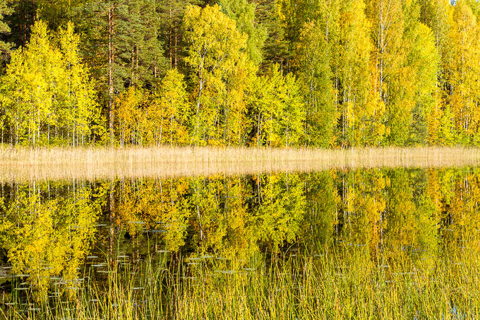 Rừng cây thay lá vàng như mật ngọt ở Phần Lan