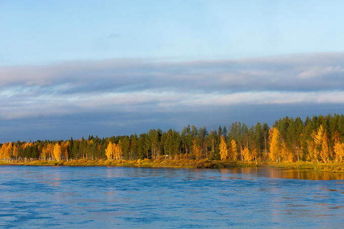 Rừng cây thay lá vàng như mật ngọt ở Phần Lan