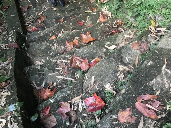 5 điểm ngắm lá phong đỏ ngay ở Việt Nam