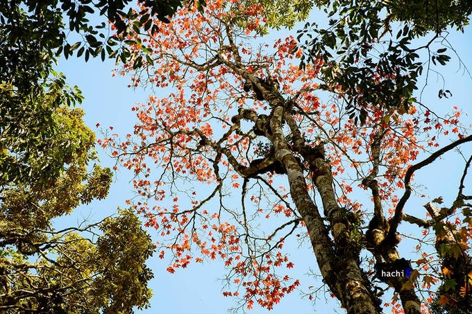 5 điểm ngắm lá phong đỏ ngay ở Việt Nam
