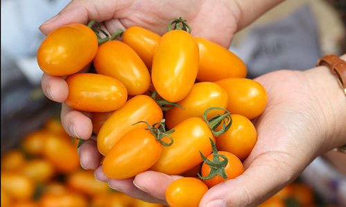 Dân Việt ăn sang: Lợn tẩm bổ thuốc bắc, cà chua bón trứng sữa Dân Việt ăn sang: Lợn tẩm bổ thuốc bắc, cà chua bón trứng sữa