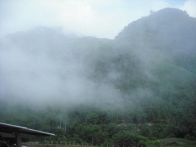 Loài quả Viagra khiến đàn ông 'khỏe như voi'