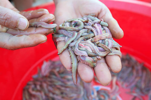 ca-trieu-dong-mot-lit-mam-ruoi-cho-dip-tet