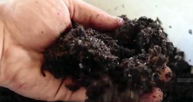 trong rau lon vu vu bang bim tre em: kho tin nhung co that hinh anh 9