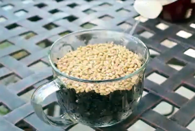 trong rau lon vu vu bang bim tre em: kho tin nhung co that hinh anh 10