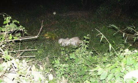 Tìm được tung tích cô gái chết khỏa thân trong bao tải - ảnh 2