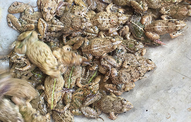 Những món vừa ăn vừa rùng mình chỉ có ở Tây Bắc