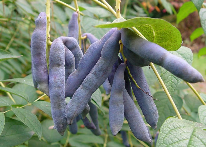 món ngon, đặc sản, món lạ, món ngon mỗi ngày