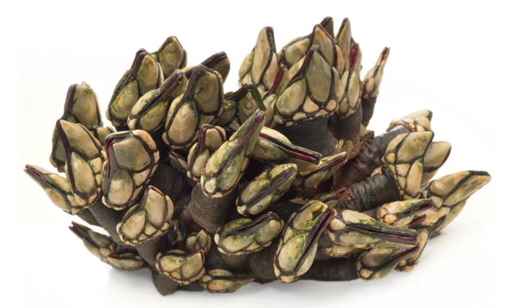 món ngon, đặc sản, món lạ, món ngon mỗi ngày