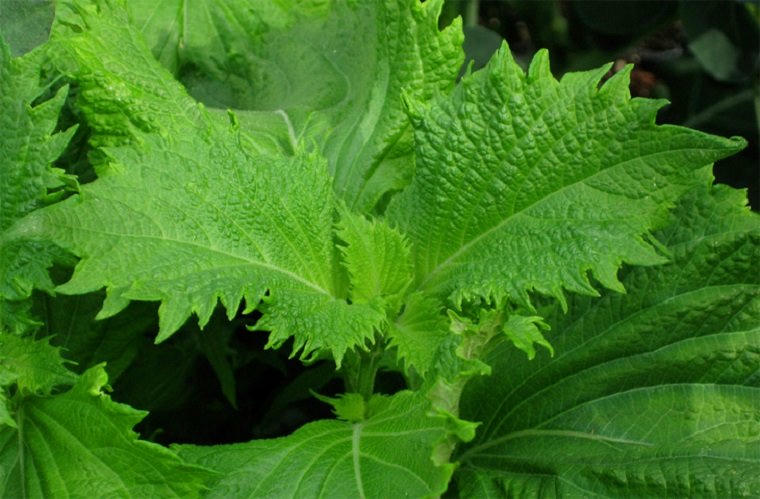 vải thiều, tía tô, nông sản Việt, chổi chít, amazon, nông sản xuất khẩu