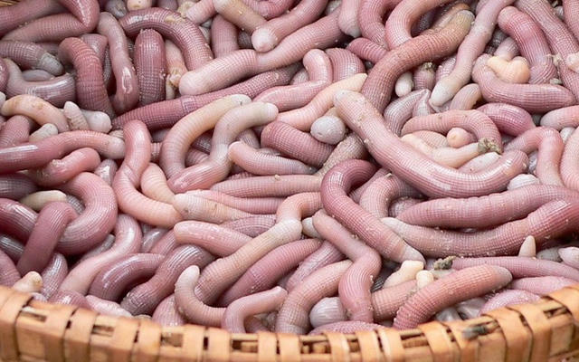 Thần dược phòng the,Thần dược của quý ông