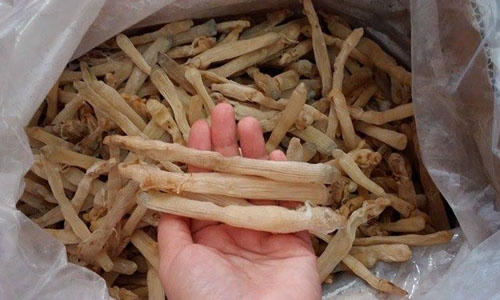 Thần dược phòng the,Thần dược của quý ông