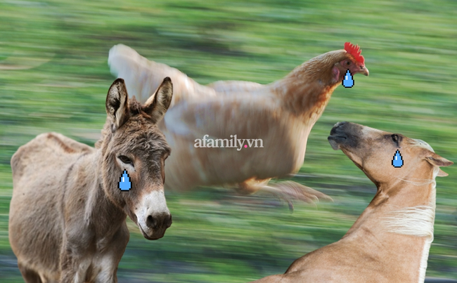 Người đàn ông bị phạt tù 30 tháng vì hãm hiếp ít nhất 15 con gà mái, chưa kể chó, ngựa và lừa - Ảnh 2.