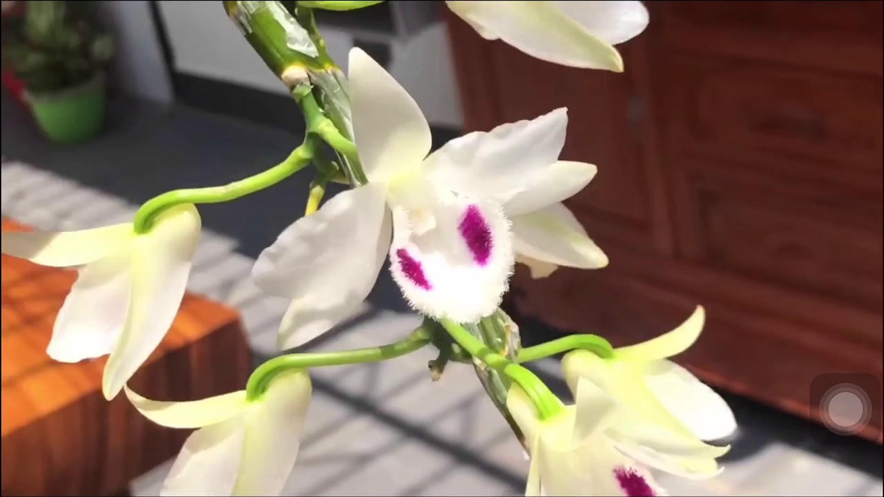 Đa chiều - Nỗi lo bong bóng lan đột biến từ “vết xe đổ” hoa Tuylip