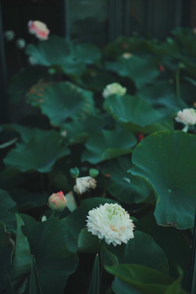 Ở penthouse rộng 300m2 trên tầng 30, vợ chồng trẻ chịu chơi xây hẳn hồ trồng hoa sen ngoài ban công - Ảnh 12.