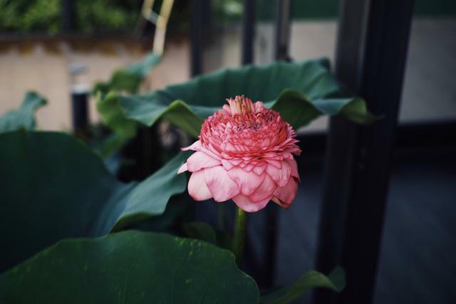 Ở penthouse rộng 300m2 trên tầng 30, vợ chồng trẻ chịu chơi xây hẳn hồ trồng hoa sen ngoài ban công - Ảnh 7.