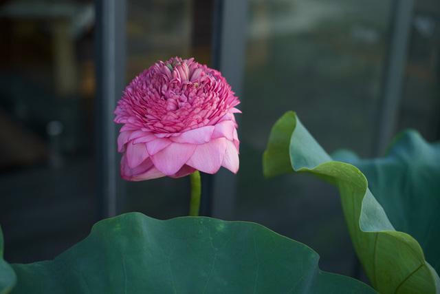 Ở penthouse rộng 300m2 trên tầng 30, vợ chồng trẻ chịu chơi xây hẳn hồ trồng hoa sen ngoài ban công - Ảnh 8.