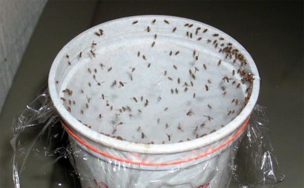 Kết quả hình ảnh cho bẫy ruồi màng bọc