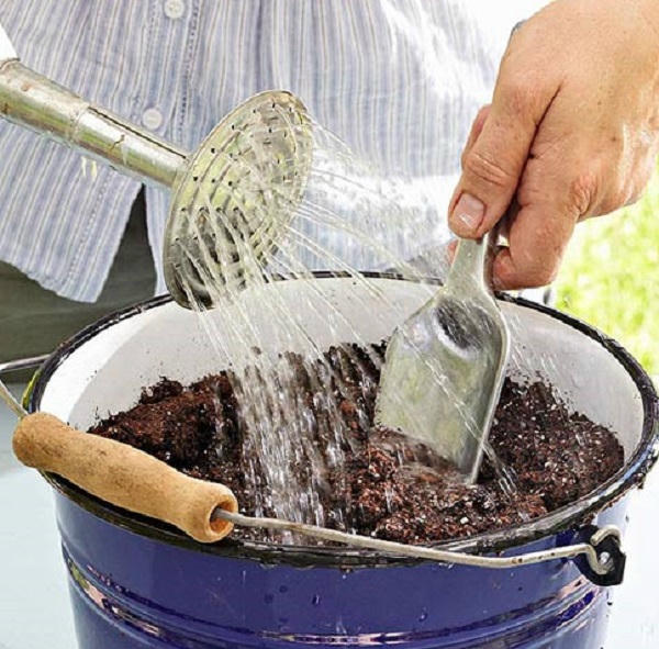 Kết quả hình ảnh cho tưới nước cho tỏi trong nhà