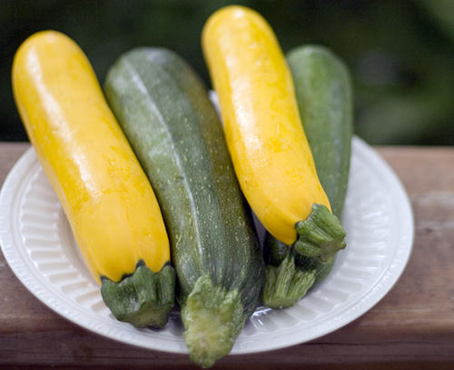 Kết quả hình ảnh cho tác dụng của bí ngòi