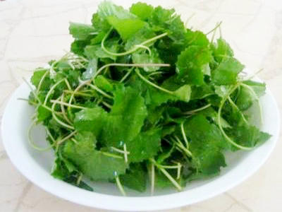 Kết quả hình ảnh cho lá rau má